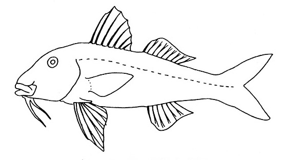 Representative of the family Mullidae (Gosline & Brock, 1960, fig. 79)